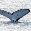 A Humpback whale tail!