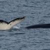 Humpback whale swimming