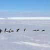 Why do you think some of these Adelie penguins are on their stomachs?