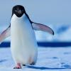 This is an Adelie penguin. How does it look different from other penguin species?