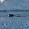 A swimming Weddell seal