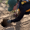 Using a stick to determine if there are eggs inside this hole