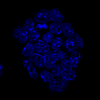 I used a chemical dye (kind of like paint) that glows blue to coat the DNA of my cells; DNA is a long chain that carries all of the information about how a living thing looks and functions!