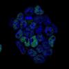 I got to use the special microscope that lets me see my glowing cells-look how beautiful they are!