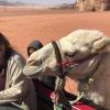 Look how close the camel got to me—I am in the gray sweater, ducking!