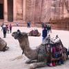 One of the many camels in front of the temple in Petra