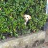 While in Valais, I came across this cute pup keeping watch!