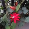 Flower blooming on the stairs by my front door