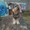 Billy channeling his inner billy goat in the graffitied park near our house