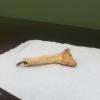 A cool finger bone with a plant that had grown into it