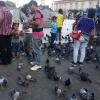 Pigeons in the main square