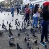 Pigeons are weirdly popular in this part of town