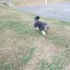 Billy enjoying the park behind our house