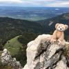 Duffy made it to the top of this mountain after a long hike in the state of Bavaria in Germany