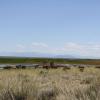 Cows and horses graze next to a lake 