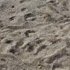 Can you spot the little lizard in the sand? 