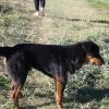 Camp dogs help to protect the home and watch over animals