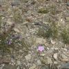 Delicate wildflowers make their way even in harsh terrain