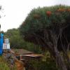 This drago tree is hundreds of years old 