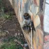 Someone's very playful pet monkey in Tsiko, Jarvis