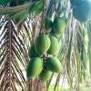 These mangoes growing in Tsiko won't be ripe for a few months