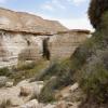 A desert oasis in Ein Akev National Reserve
