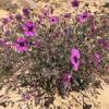 My friends that were visiting and I found some great desert flowers while out on a hike