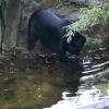 I had never seen this animal before! It's a Chinese black bear!