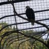 Hey it's the United States' national bird--anyone know the name?!