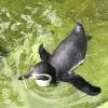 I wanted to pet the penguins, but the sign said 'Do Not Touch'!