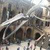 Whale skeleton inside the Natural History Museum