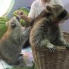 Meeting domesticated racoons in an (ethical) animal cafe