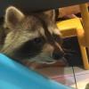 He has a cute, bear-like face--the raccoons are like cats with hands!
