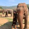 Meeting Asian elephants, living happily in a sanctuary