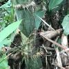 Can you spot the hidden animals in this picture? What are they?