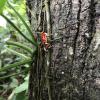 It's the famous red frog! There is even a beach named after these frogs called Red Frog Beach (In Spanish, they are called ranas rojas)