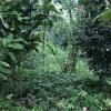 The views from the middle of the organic farm 