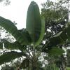 These large leaves belong to a banana tree