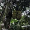 Another mysterious-looking fruit called a jackfruit