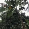 You have to look really close to see the bunch of bananas near the top of this huge banana tree