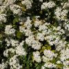 These small white flowers looked beautiful in the sun