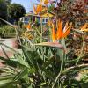 Dramatic "bird of paradise" flowers