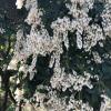 White flowers hanging from a tree