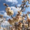 The cherry blossoms are beginning to bloom on this spring day!