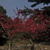 A blooming prunus persica tree— do you know what kind of fruit this tree bears?