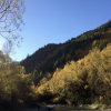 Arrowtown has beautiful trees in the fall season