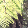Ferns seen while bushwalking in New Zealand 