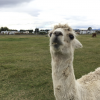 I fed an alpaca at an alpaca farm