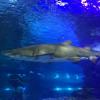 A close up picture of the sand tiger shark before feeding time