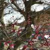 Beautiful blossoms of Japan